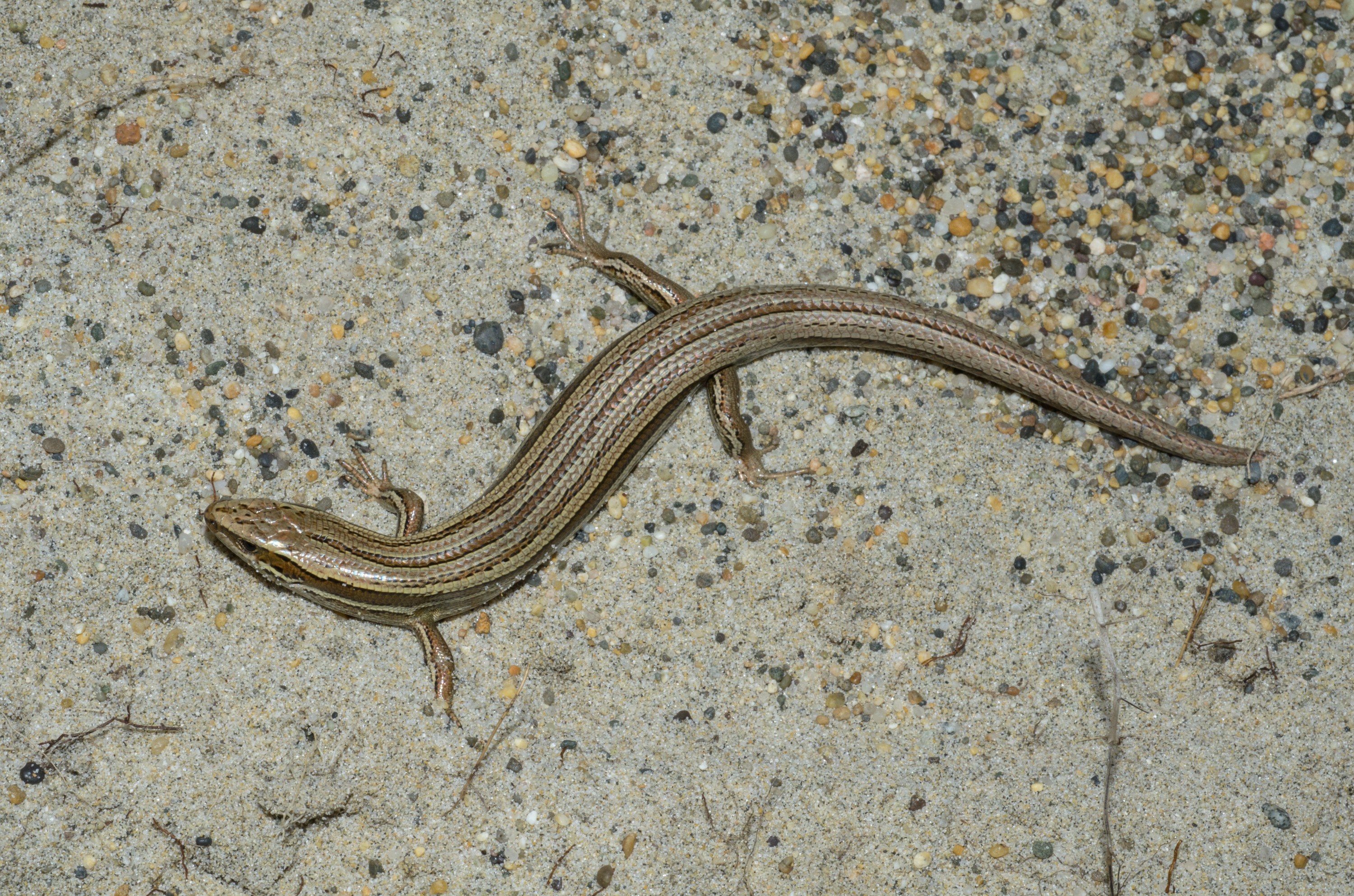 DSC_1895 – Adventure, Bay, Crispin, Island, March 2017, Mason, Mason Bay, National Park, New, New Zealand, Oligosoma polychroma, Rakiura, South, Stewart, Zealand, common skink